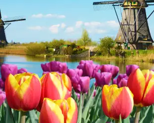 Beautiful tulip fields along the river in Amsterdam in Holland with windmills in the background